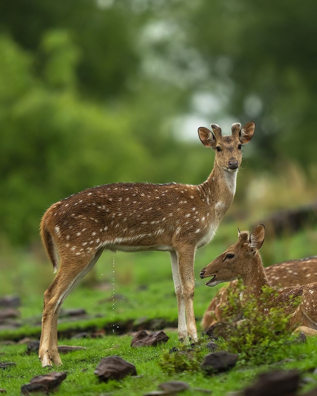 Monsoon Deers - Sudhir Shivraman